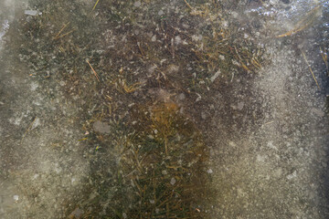 Water and grass under the ice