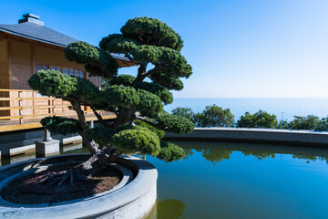 Stone pine - bonsai in a round stone thicket in a pond against the background of the sea
