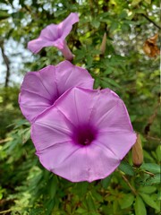 flower in the garden