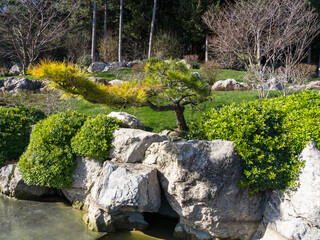 Mountain stone pine in a Japanese garden among the boulders by the pond in early spring