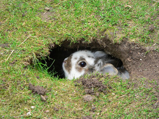 dwarf rabbit sits in a self-dug cave in the garden lawn