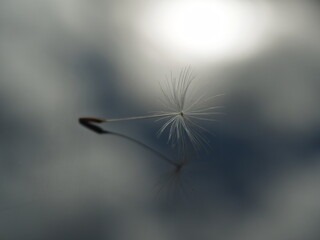 One dandelion fluff and clouds. The concept of loneliness, sadness. Feeling of loss.