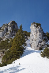 Ruchenköpfe mit der Schnittlauchrinne