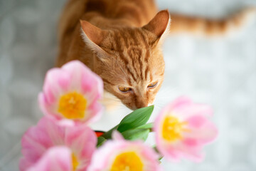 Young red tabby cat sniffs tulip spring flowers at home