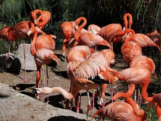 flamencos mayores