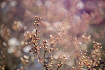 Branch of sakura with white and rose flowers blossom. Cherry tree with flowers blooming, beautiful spring nature background