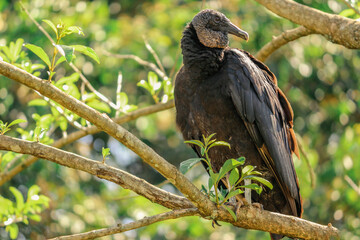 vulture on a branch