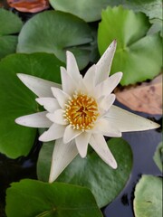 white water lily