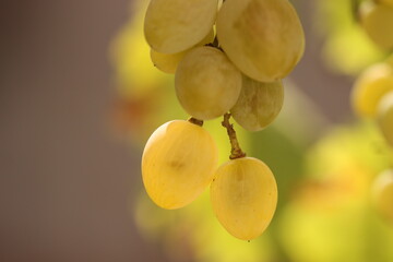 Grapes