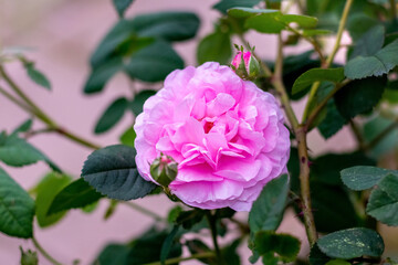 Obraz premium Pink rose on the bush close up