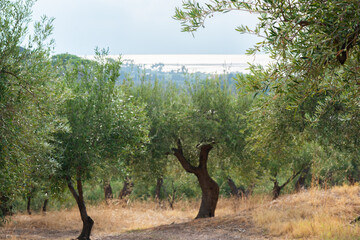 Olive trees garden. Mediterranean olive farm ready for harvest. Italian olive's grove with ripe...