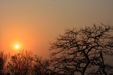 silhouette-the tree about to hide the setting sun-Matheran