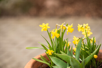 Fototapeta premium Gelbe Narzisse / Osterglocke / Osterglöckchen im Frühling