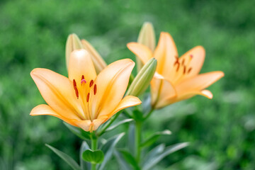 Orange lilies in the garden close up on a blurred background