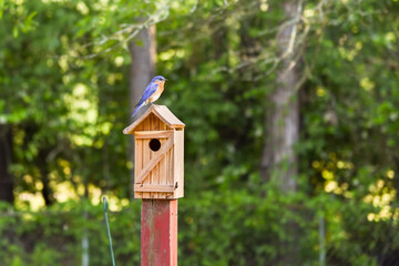 Male Eastern bluebird keeping watch as female is inside birdbox shaping their nest with pine needles. Landscape orientation