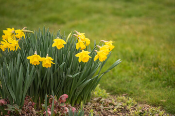 Fototapeta premium Gelbe Narzisse / Osterglocke / Osterglöckchen im Frühling