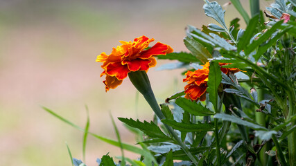 Marigolds in the garden on a blurred background