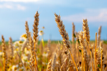 Wheat field with large ripe spikelets on a background of blue sky