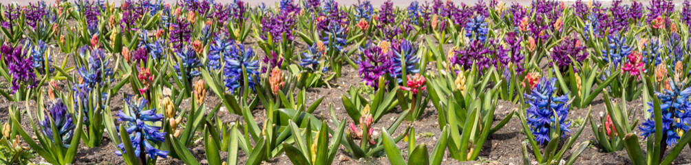 Obraz premium Banner with fresh planted blue, purple, and orange hyacinths on a flowerbed in early spring