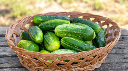 Green ripe cucumbers in a wicker basket in the garden among the grass