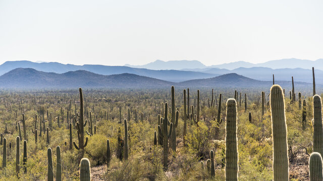 Mountain Peaks in the Sonoran Desert of Arizona