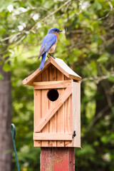 Male bluebird perched atop a wooden bird house