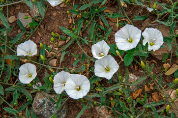 White Convolvulus arvensis growing wild