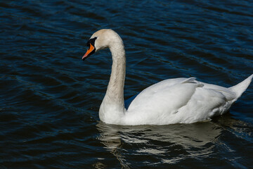 Beautiful swan floats on the lake