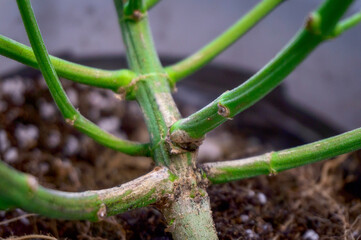 the trunk of a hemp bush after cutting the foliage with roots in the soil in a white pot