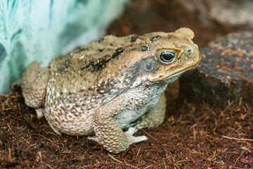 Toad Aga close-up macro