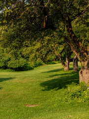 path in the park
