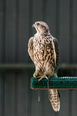 Beautiful falcon