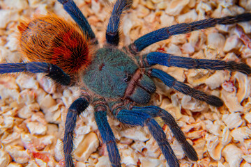 Bright blue spider