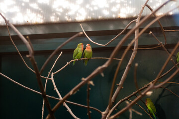 Couple in love close friends parrots sit on a close-up branch