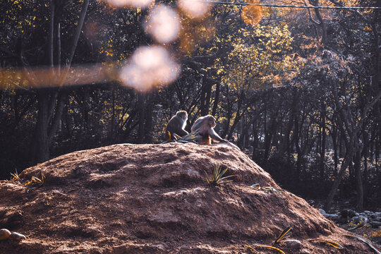 Monkeys in the forest