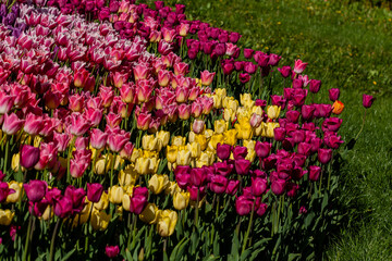 Macro multi-colored tulips on a background of green grass
