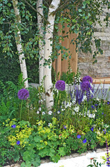 Close up detail of a flowering garden borders with alliums