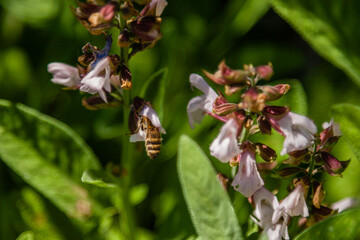 Beautiful flowers on which the bee sits