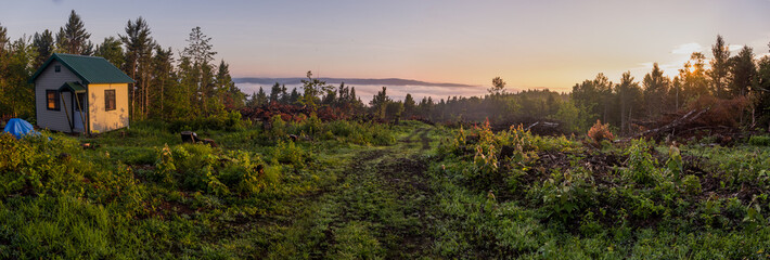 sunrise in the forest