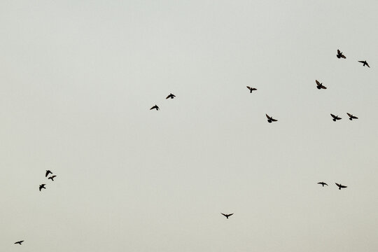 flock of birds