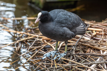 a coot is building a nest in the water