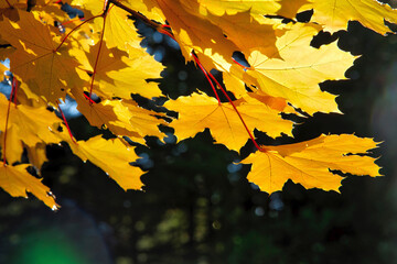 Maple leaves in autumn with blurry background