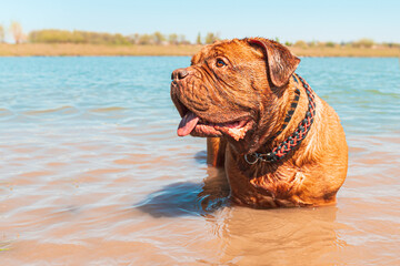 Big dog. French Mastiff in the water.