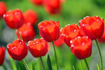 Obraz premium Red tulips in the spring garden