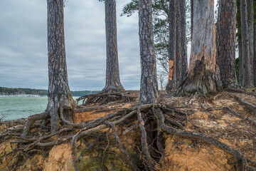 Tree roots exposed from erosion