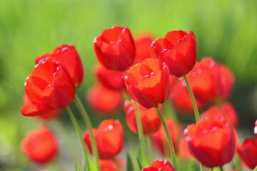Obraz premium Red tulips in the spring garden