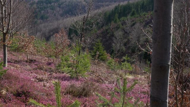 Field of Winter Heath in spring blooming (Erica carnea) - (4K)