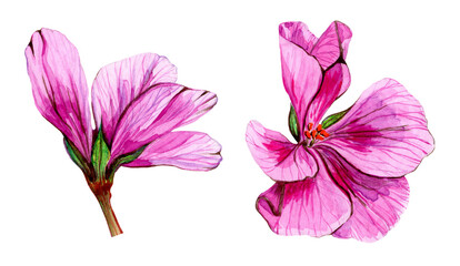 Set of watercolor pink geranium buds. Hand drawn illustration isolated on white background. Garden, indoor flower. Element for creating invitations, cards and packaging.