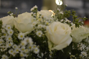 white roses in the garden