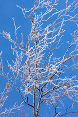 Frost crystals covered the birch tree branches against the clear blue sky background. Selective focus